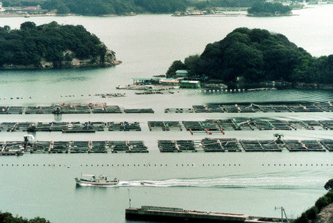 佐賀県北部に位置し、玄海国定公園にも指定される仮屋湾。真鯛においては九州有数の生産地となっています。